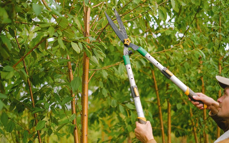 Tree trimming in Deansboro, NY